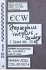 Etiketten zu Propsephus aspersus (NHMW-ZOO-COL-0010214)